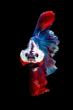 Betta fish or Siamese fighting fish Stock Photos