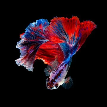 Betta fish or Siamese fighting fish Stock Photos