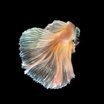 Betta fish or Siamese fighting fish Stock Photos