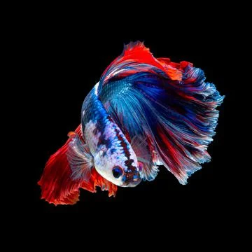 Betta fish or Siamese fighting fish Photos