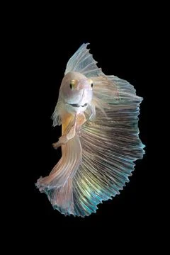 Betta fish or Siamese fighting fish Photos