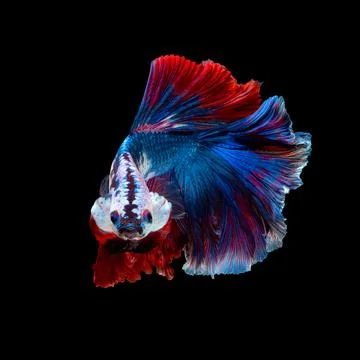 Betta fish or Siamese fighting fish Photos