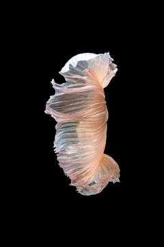 \Betta fish or Siamese fighting fish Stock Photos