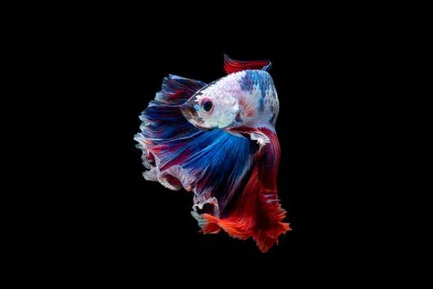 Betta fish or Siamese fighting fish 스톡 사진