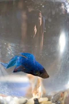Betta Fish Stock Photos