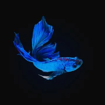 Betta fish Stock Photos
