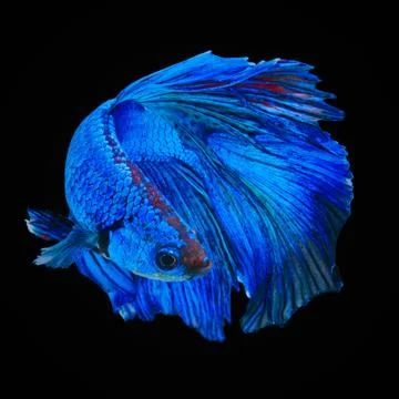 Betta fish Stock Photos
