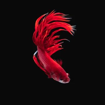 Betta fish Stock Photos