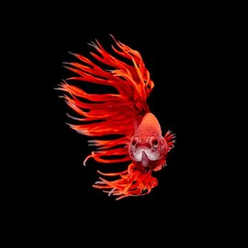 Betta fish Stock Photos