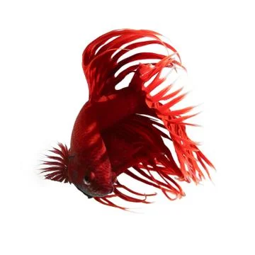 Betta fish Stock Photos