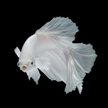 Betta fish Stock Photos