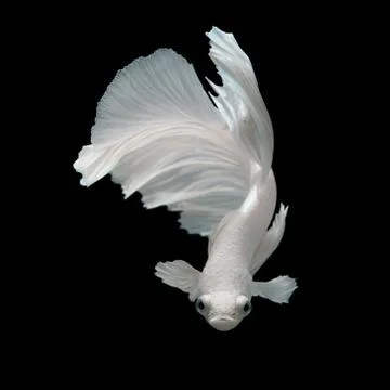 Betta fish Stock Photos