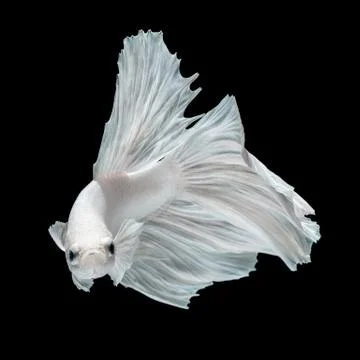 Betta fish Stock Photos