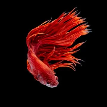 Betta fish Stock Photos