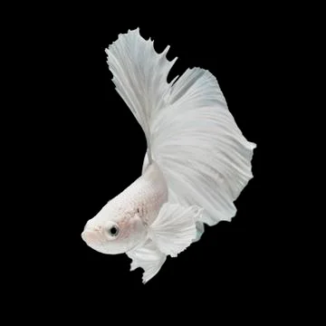 Betta fish Stock Photos