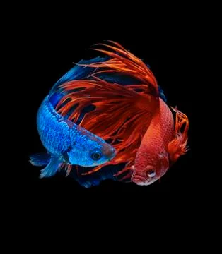 Betta fish Stock Photos