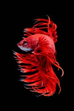Betta fish Stock Photos