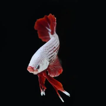 Betta fish Stock Photos