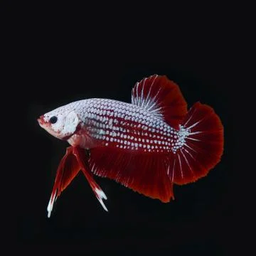 Betta fish Foto stock