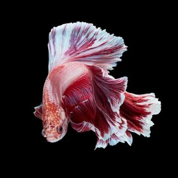 Betta fish Stock Photos