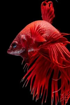 Betta fish Stock Photos