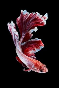 Betta fish Stock Photos