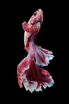 Betta fish Stock Photos