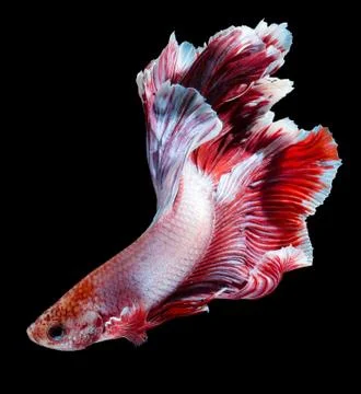Betta fish Stock Photos