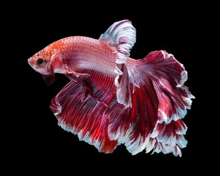 Betta fish Stock Photos