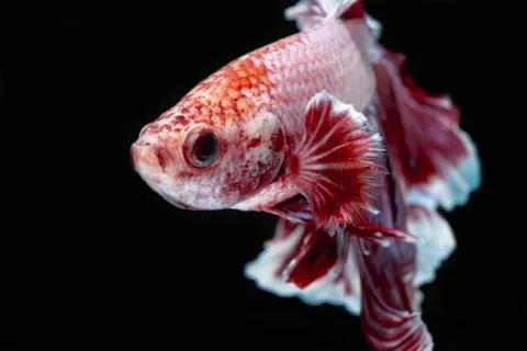 Betta fish Stock Photos