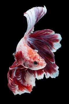 Betta fish Stock Photos