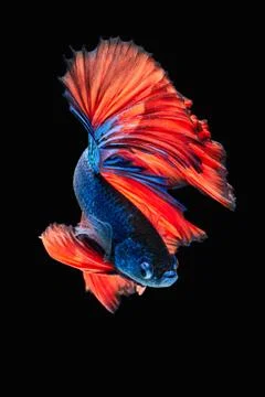 Betta fish Stock Photos