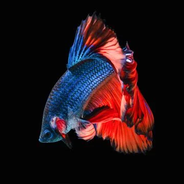 Betta fish Stock Photos