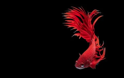 Betta fish Stock Photos