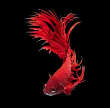 Betta fish Stock Photos