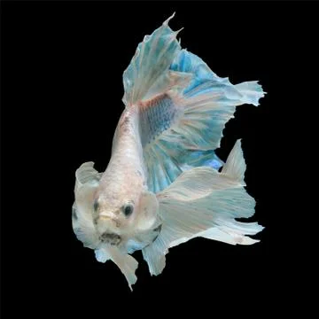 Betta fish Stock Photos