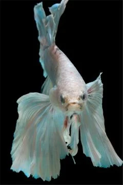 Betta fish Stock Photos
