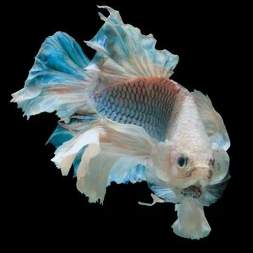 Betta fish Stock Photos
