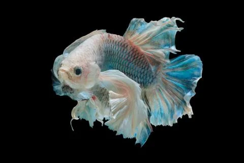 Betta fish Stock Photos