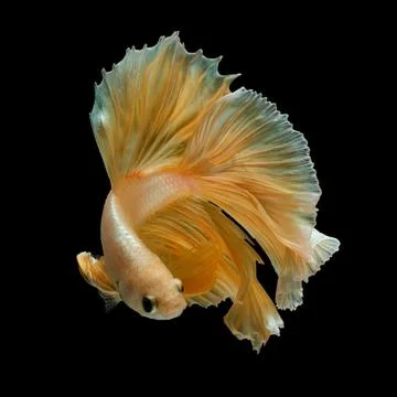 Betta fish Stock Photos