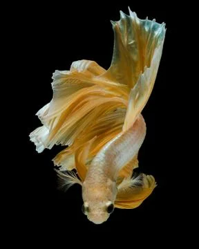 Betta fish Stock Photos
