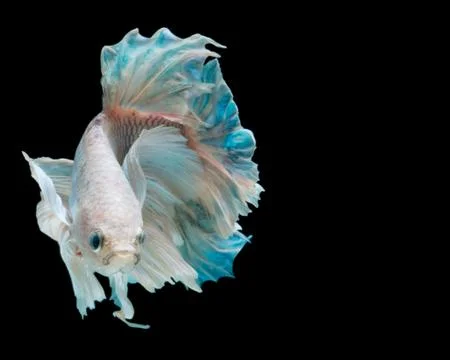 Betta fish Stock Photos