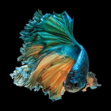 Betta fish Stock Photos