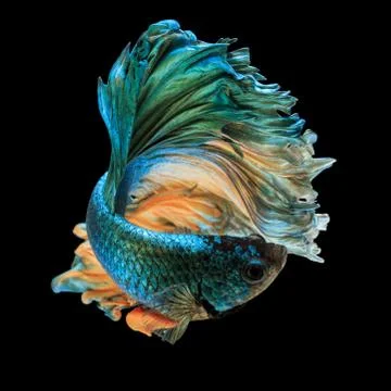 Betta fish Stock Photos