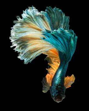 Betta fish Stock Photos