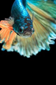 Betta fish Stock Photos