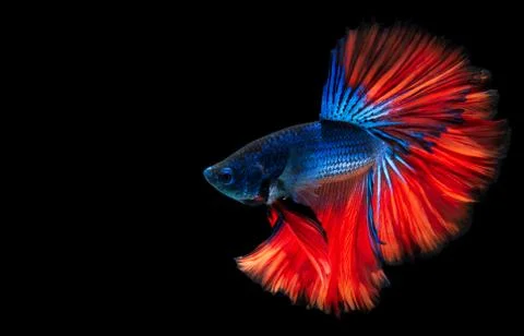 Betta fish Stock Photos