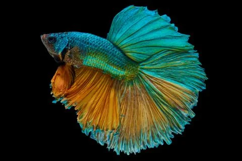 Betta fish Stock Photos