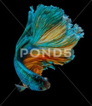 Betta fish Stock Photos