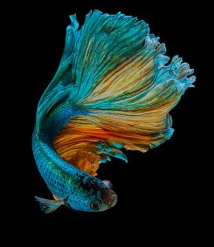 Betta fish Stock Photos